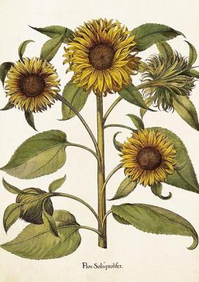 Opakowanie Karnet ST459 B6 + koperta Słoneczniki