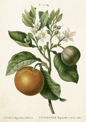 Opakowanie Karnet ST460 B6 + koperta Pomarańcza