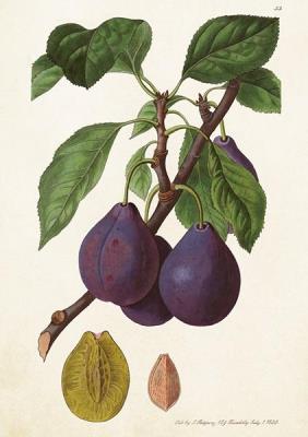 Opakowanie Karnet ST465 B6 + koperta Śliwka