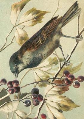 Opakowanie Karnet ST468 B6 + koperta Ptaszek na gałęzi