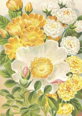 Opakowanie Karnet ST473 B6 + koperta Żółte róże