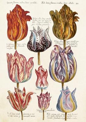 Opakowanie Karnet ST476 B6 + koperta Tulipany