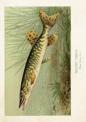 Opakowanie Karnet ST478 B6 + koperta Szczupak