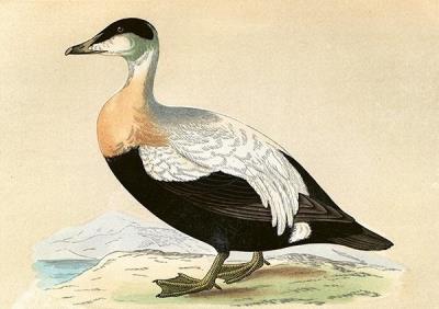 Opakowanie Karnet ST481 B6 + koperta Edredon