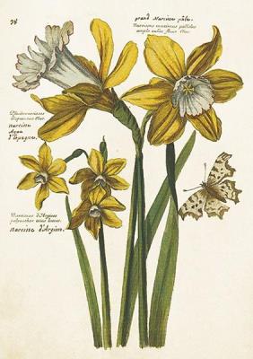 Opakowanie Karnet ST484 B6 + koperta Żonkile - narcyzy