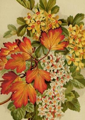 Opakowanie Karnet ST492 B6 + koperta Jesienne liście