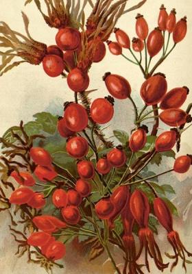 Opakowanie Karnet ST494 B6 + koperta Owoce dzikiej róży