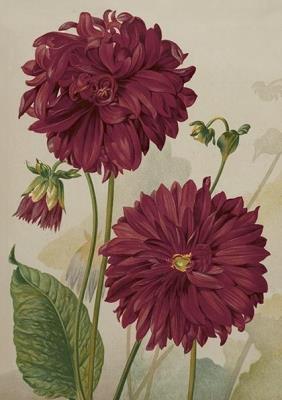 Opakowanie Karnet ST499 B6 + koperta Dalia fioletowa