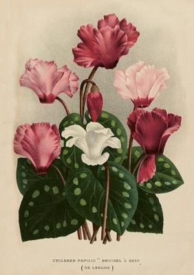 Opakowanie Karnet ST501 B6 + koperta Cyklameny