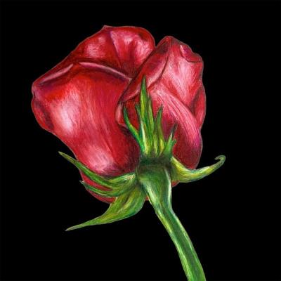 Opakowanie Karnet z kopertą SB11 Czerwona róża