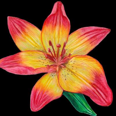 Opakowanie Karnet z kopertą SB12 Lilia