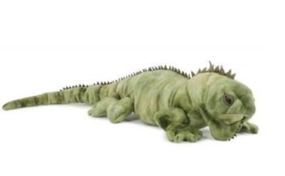 Opakowanie Legwan 71cm