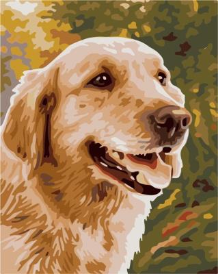 Opakowanie Malowanie po numerach - Golden Retriever 40x50cm