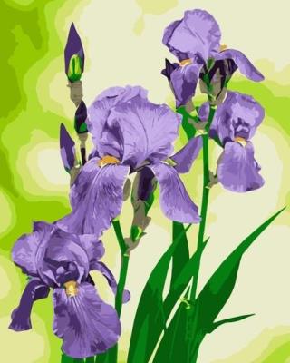 Opakowanie Malowanie po numerach - Irysy 40x50cm