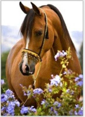 Opakowanie Malowanie po numerach  Koń w kwiatach