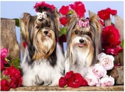 Opakowanie Malowanie po numerach Pieski z kokardami