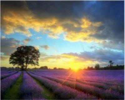 Opakowanie Malowanie po numerach Pole lawendowe wschód słońca