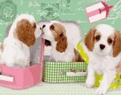 Opakowanie Malowanie po numerach - Psiaki 40x50cm