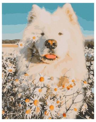 Opakowanie Malowanie po numerach - Rumianek na nosie 40x50cm