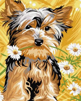 Opakowanie Malowanie po numerach Słodki pies