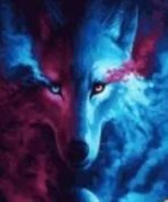 Opakowanie Malowanie po numerach - Spojrzenie wilka 40x50cm