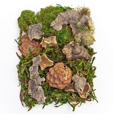 Opakowanie Mech i naturalne elementy 30g