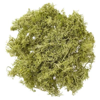 Mech jasnozielony 30g. Wydawca: DP CRAFT. SmakLiter.pl Opakowanie Mech jasnozielony 30g