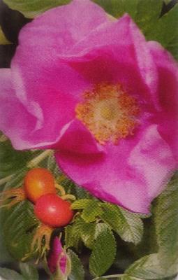 Opakowanie Mini kartka 3D - Dzika róża