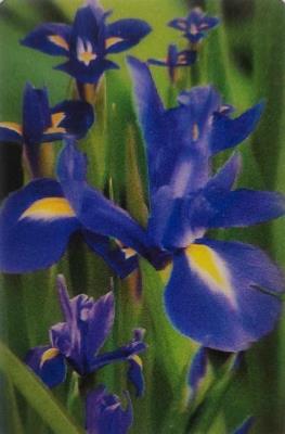 Opakowanie Mini kartka 3D - Irys