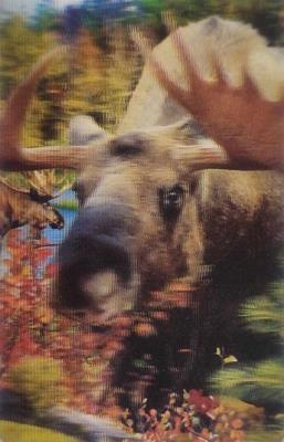 Opakowanie Mini kartka 3D - Łoś, poroże