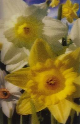 Opakowanie Mini kartka 3D - Narcyz