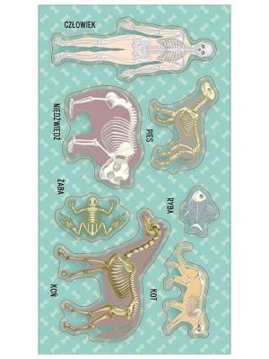 Opakowanie Naklejki Układy kostne (szkielety)