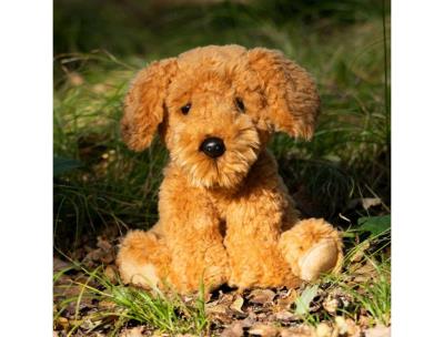 Opakowanie Pies Cockapoo