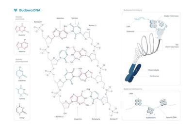 Plakat schemat budowy DNA. Wydawca: BIOMEDICA. SmakLiter.pl Opakowanie Plakat schemat budowy DNA