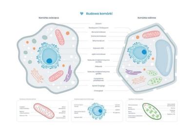 Plakat schemat budowy komórki zwierzęcej i roślin.. Wydawca: BIOMEDICA. SmakLiter.pl Opakowanie Plakat schemat budowy komórki zwierzęcej i roślin.