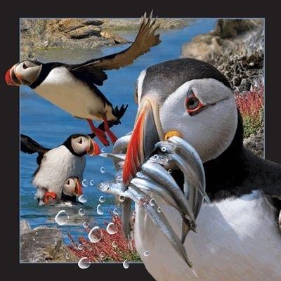 Opakowanie Pocztówka 3D - Maskonur