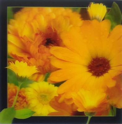 Opakowanie Pocztówka 3D - Nagietek