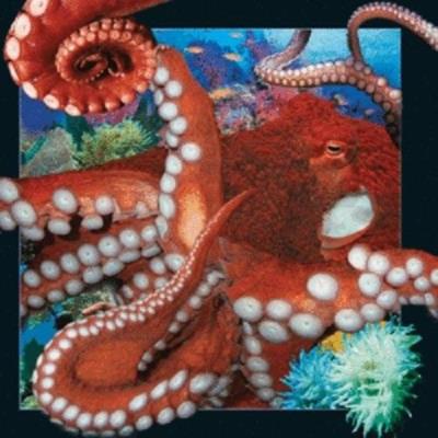 Opakowanie Pocztówka 3D - Ośmiornica