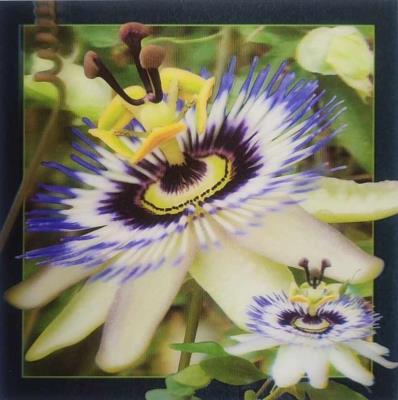 Opakowanie Pocztówka 3D - Passiflora
