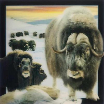 Opakowanie Pocztówka 3D - Piżmowół