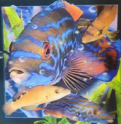 Opakowanie Pocztówka 3D - Wargacz tęczak