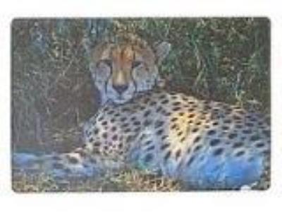 Podkładka na biurko piankowa gepard 60x40cm. Wydawca: ADAR. SmakLiter.pl Opakowanie Podkładka na biurko piankowa gepard 60x40cm
