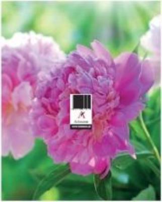 Opakowanie Podstawka zdzierak uniwersalna MIX ARTSEZON