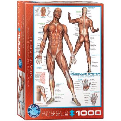 Puzzle 1000 The Muscular System 6000-2015. Wydawca: Eurographics. SmakLiter.pl Opakowanie Puzzle 1000 The Muscular System 6000-2015