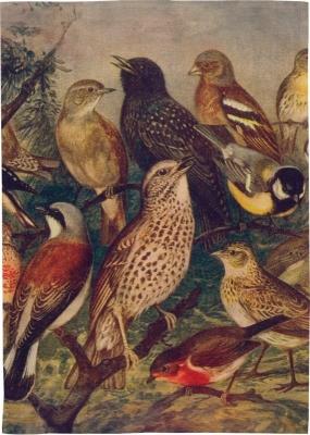 Opakowanie Ręcznik kuchenny - Ptaki