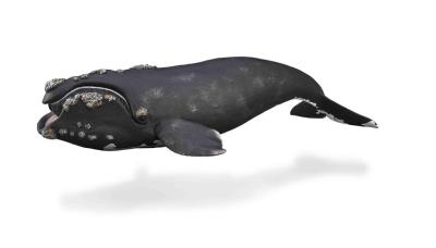 Right Whale. Wydawca: Collecta. SmakLiter.pl Opakowanie Right Whale