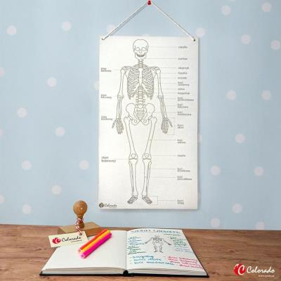 Opakowanie Szkielet człowieka tablica edukacyjna