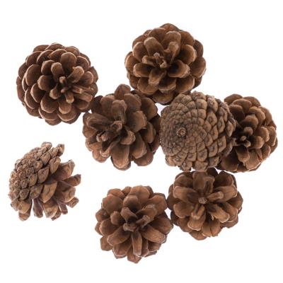 Opakowanie Szyszki 8szt