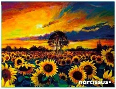 Teczka kopertowa PP A6 Słoneczniki. Wydawca: Narcissus. SmakLiter.pl Opakowanie Teczka kopertowa PP A6 Słoneczniki