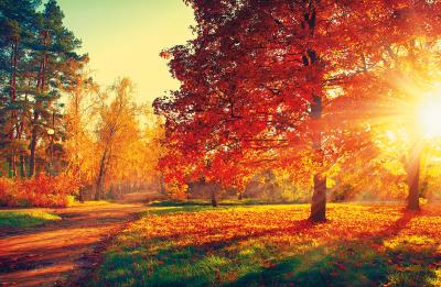 Opakowanie Terminarz 2021 Ścienny MiP